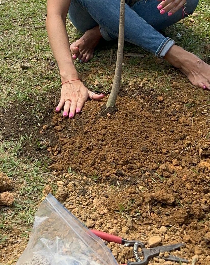 La mano de Olga sobre la tierra del árbol sembrado para su hijo en Itagüí