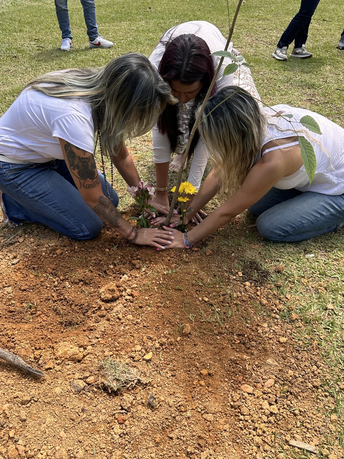 Varias manos unidas sobre la tierra al pie de un árbol recién sembrado con flores